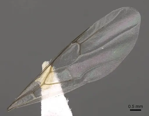 Crematogaster mutans specimen CASENT0761198 image casent0761198_4