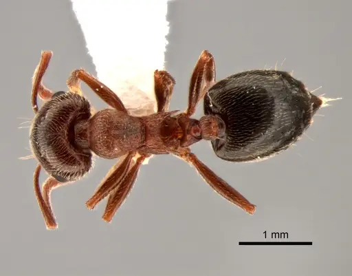 Crematogaster mutans specimen CASENT0882265 image casent0882265_1