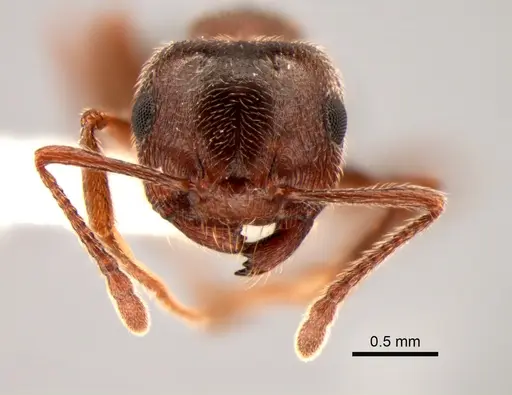 Crematogaster mutans specimen CASENT0882265 image casent0882265_2
