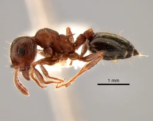 Crematogaster mutans specimen CASENT0882265 image casent0882265_3