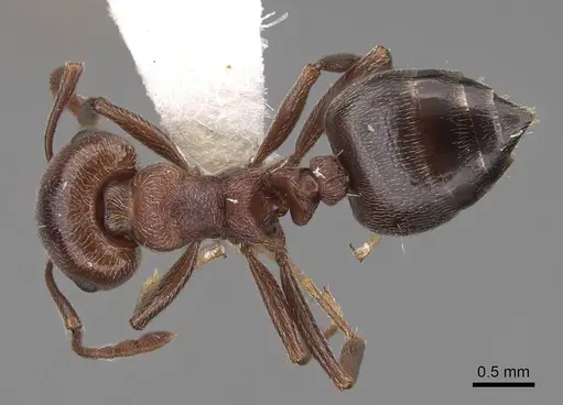 Crematogaster mutans specimen CASENT0922736 image casent0922736_1