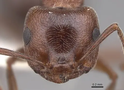 Crematogaster mutans specimen CASENT0922736 image casent0922736_2
