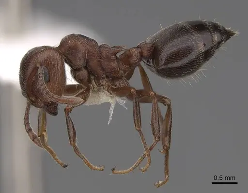 Crematogaster mutans specimen CASENT0922736 image casent0922736_3