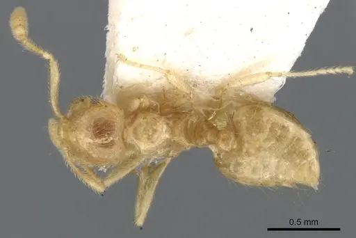 Crematogaster myops specimen CASENT0902117 image casent0902117_1