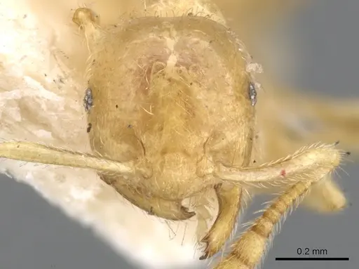 Crematogaster myops specimen CASENT0902117 image casent0902117_2