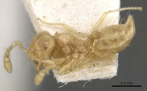 Crematogaster myops specimen CASENT0902117 image casent0902117_3