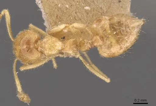 Crematogaster myops specimen CASENT0908372 image casent0908372_1