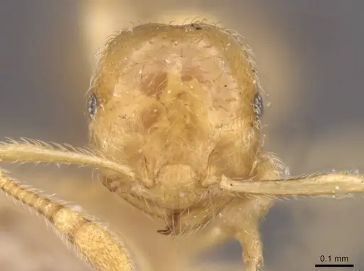 Crematogaster myops specimen CASENT0908372 image casent0908372_2