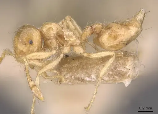 Crematogaster myops specimen CASENT0908372 image casent0908372_3