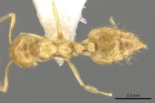 Crematogaster myops specimen CASENT0914541 image casent0914541_1