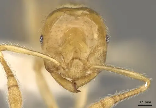 Crematogaster myops specimen CASENT0914541 image casent0914541_2