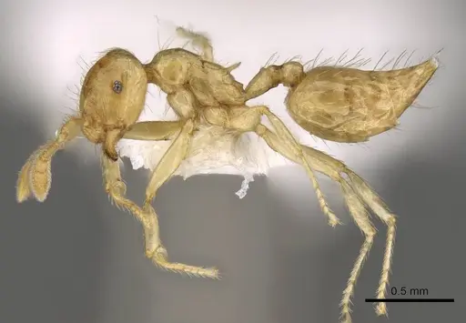 Crematogaster myops specimen CASENT0914541 image casent0914541_3