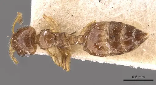 Crematogaster natalensis specimen CASENT0908360 image casent0908360_1