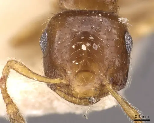 Crematogaster natalensis specimen CASENT0908360 image casent0908360_2