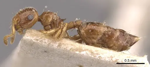 Crematogaster natalensis specimen CASENT0908360 image casent0908360_3