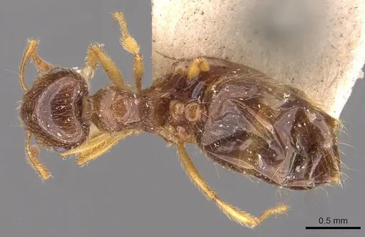 Crematogaster natalensis specimen CASENT0908361 image casent0908361_1