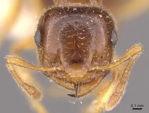 Crematogaster natalensis specimen CASENT0908361 image casent0908361_2