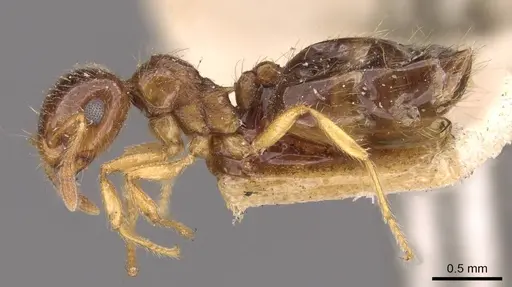 Crematogaster natalensis specimen CASENT0908361 image casent0908361_3