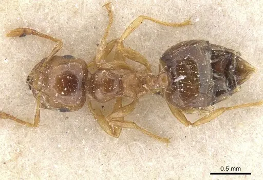 Crematogaster natalensis specimen CASENT0912777 image casent0912777_1
