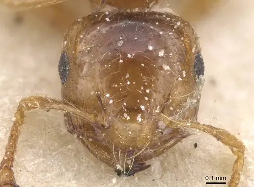 Crematogaster natalensis specimen CASENT0912777 image casent0912777_2
