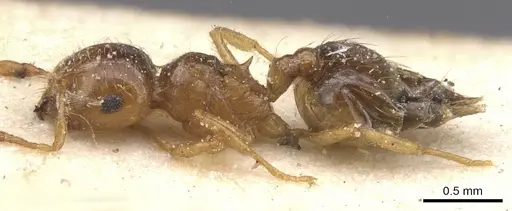 Crematogaster natalensis specimen CASENT0912777 image casent0912777_3