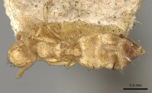 Crematogaster natalensis specimen CASENT0914282 image casent0914282_1