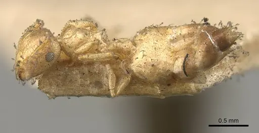 Crematogaster natalensis specimen CASENT0914282 image casent0914282_3