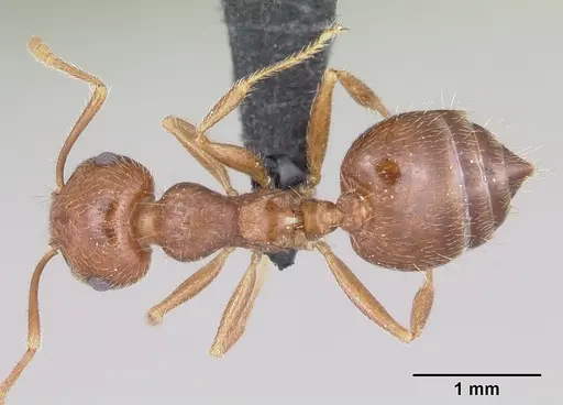 Crematogaster navajoa specimen CASENT0064826 image casent0064826_1