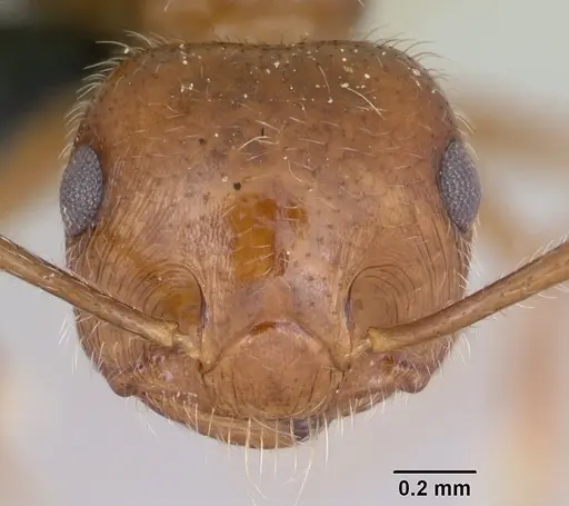 Crematogaster navajoa specimen CASENT0064826 image casent0064826_2