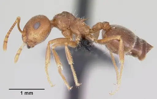 Crematogaster navajoa specimen CASENT0064826 image casent0064826_3