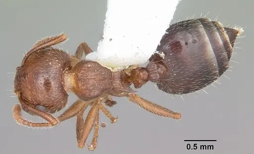 Crematogaster navajoa specimen CASENT0104691 image casent0104691_1