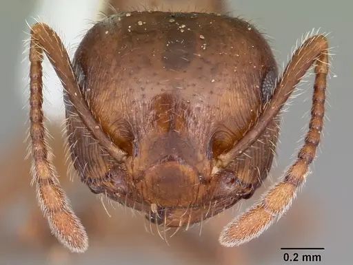 Crematogaster navajoa specimen CASENT0104691 image casent0104691_2