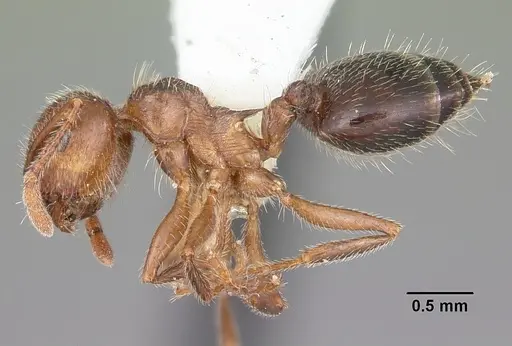 Crematogaster navajoa specimen CASENT0104691 image casent0104691_3