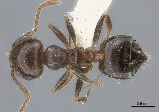 Crematogaster navajoa specimen CASENT0217852 image casent0217852_1