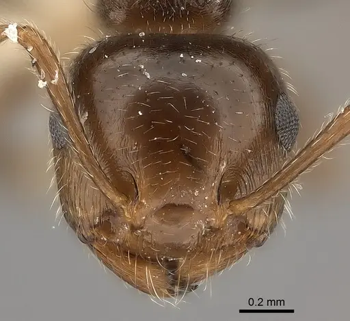 Crematogaster navajoa specimen CASENT0217852 image casent0217852_2
