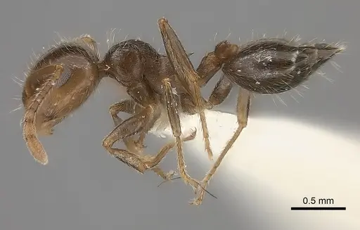 Crematogaster navajoa specimen CASENT0217852 image casent0217852_3