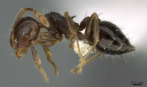 Crematogaster navajoa specimen CASENT0923585 image casent0923585_1