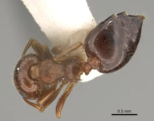 Crematogaster navajoa specimen LACMENT164488 image lacment164488_1