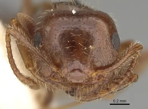 Crematogaster navajoa specimen LACMENT164488 image lacment164488_2