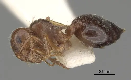 Crematogaster navajoa specimen LACMENT164488 image lacment164488_3