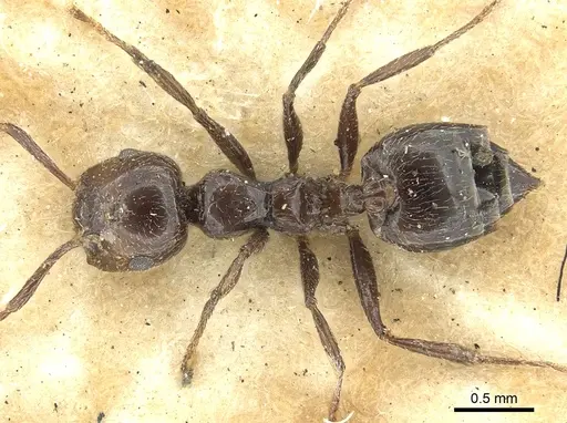 Crematogaster nawai specimen CASENT0902139 image casent0902139_1