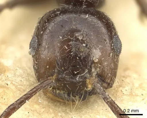 Crematogaster nawai specimen CASENT0902139 image casent0902139_2