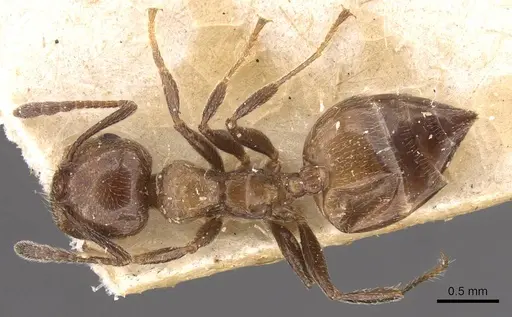 Crematogaster nawai specimen CASENT0908485 image casent0908485_1