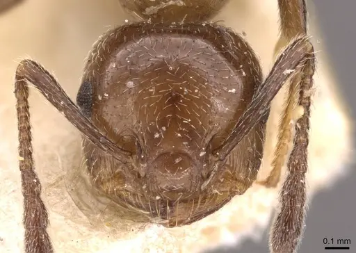 Crematogaster nawai specimen CASENT0908485 image casent0908485_2