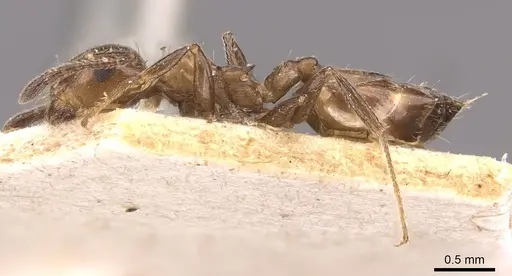 Crematogaster nawai specimen CASENT0908485 image casent0908485_3
