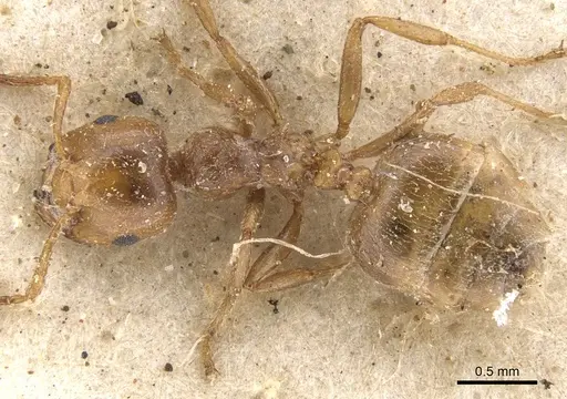 Crematogaster neuvillei specimen CASENT0902108 image casent0902108_1
