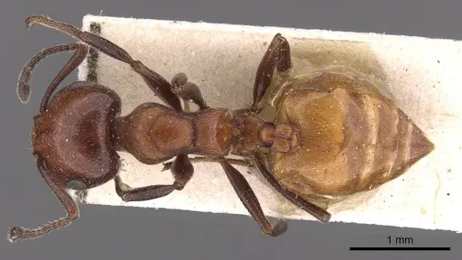 Crematogaster neuvillei specimen CASENT0908542 image casent0908542_1