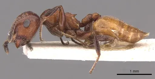 Crematogaster neuvillei specimen CASENT0908542 image casent0908542_3