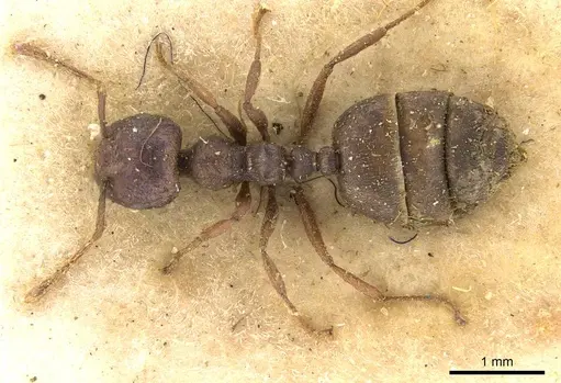 Crematogaster neuvillei specimen CASENT0908543 image casent0908543_1