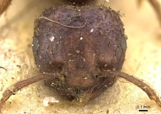 Crematogaster neuvillei specimen CASENT0908543 image casent0908543_2